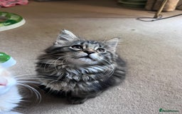 Maine Coon cats for sale: Maine coon x kittens for loving homes  in Canterbury - Image 9