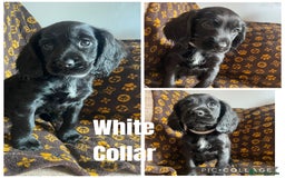 Cocker Spaniel dogs for sale: COCKER SPANIEL GIRLS READY FOR NEW HOMES  - Image 23