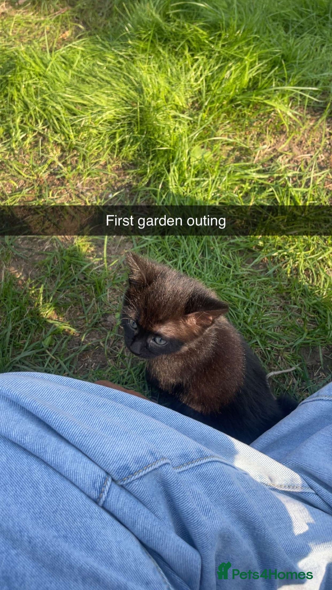 British Shorthair cats for sale: Adorable kitten& cat  - Image 5