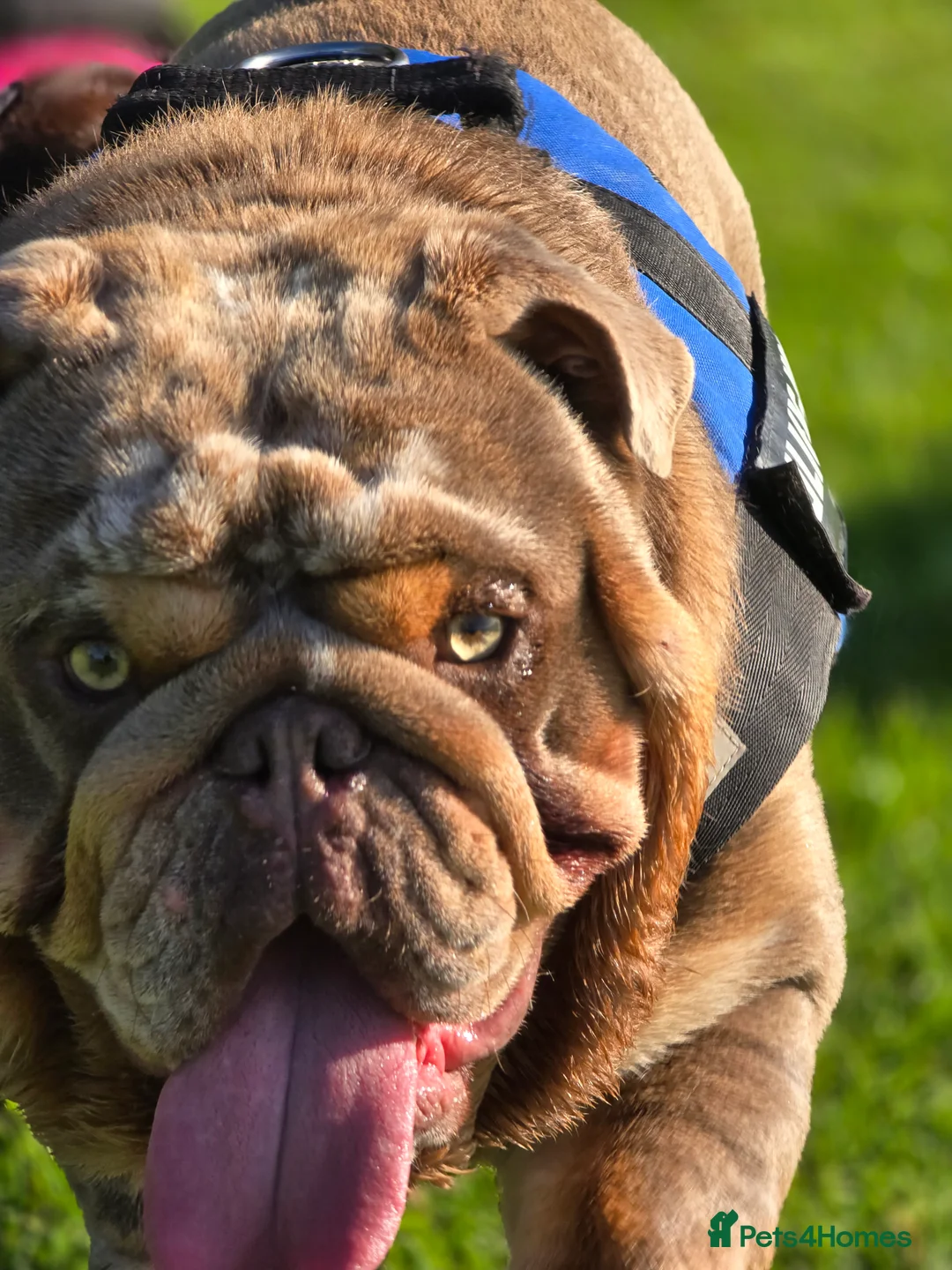 English Bulldog dogs for stud: The Scouse General - Advert 4