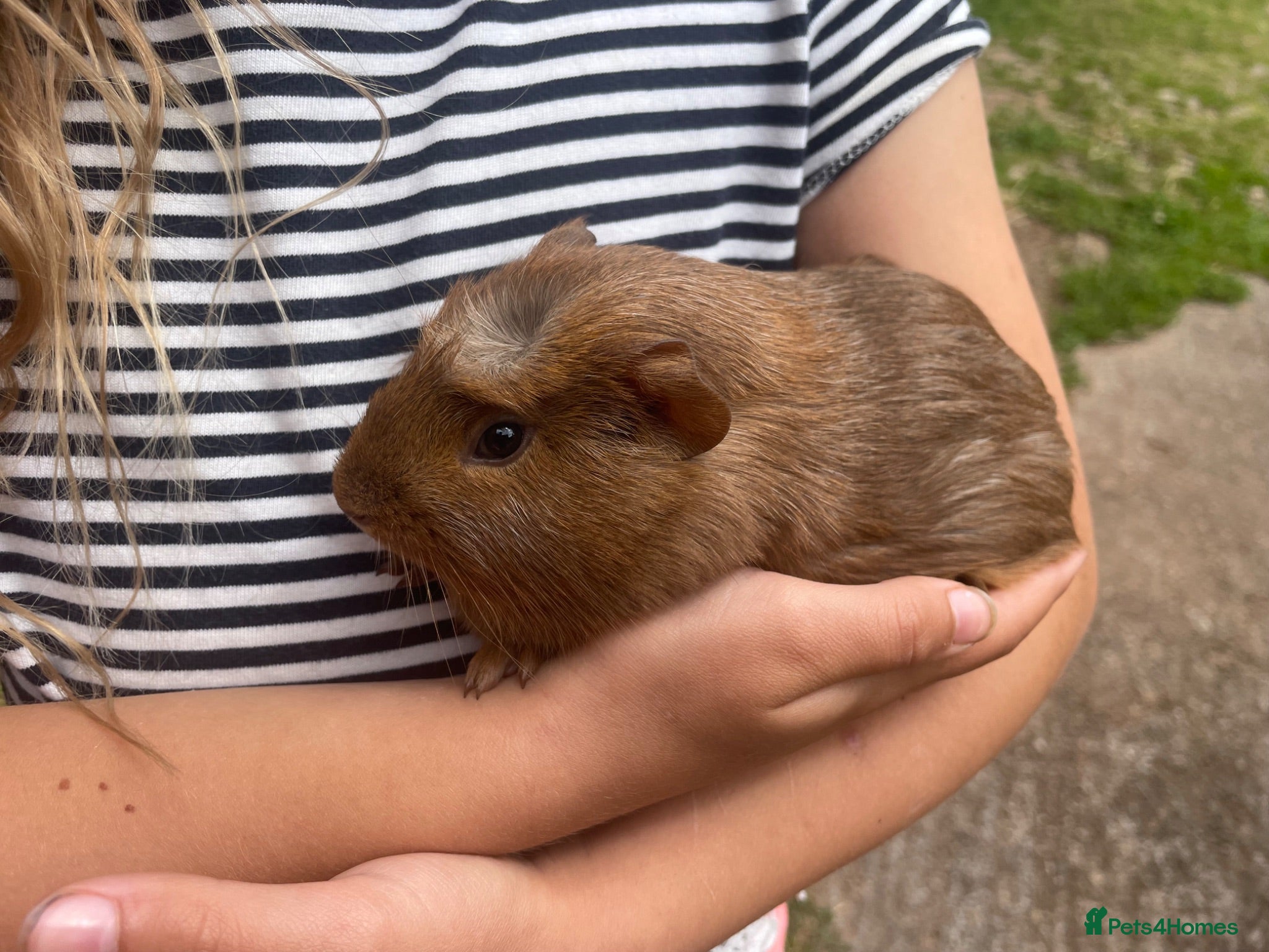 Guinea Pig rodents Beautiful baby guinea pigs  - Advert 16