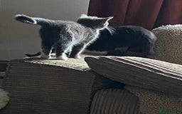 Mixed Breed cats for sale: 1 fluffy kitten + 3 farm rescue semi tame - Image 3