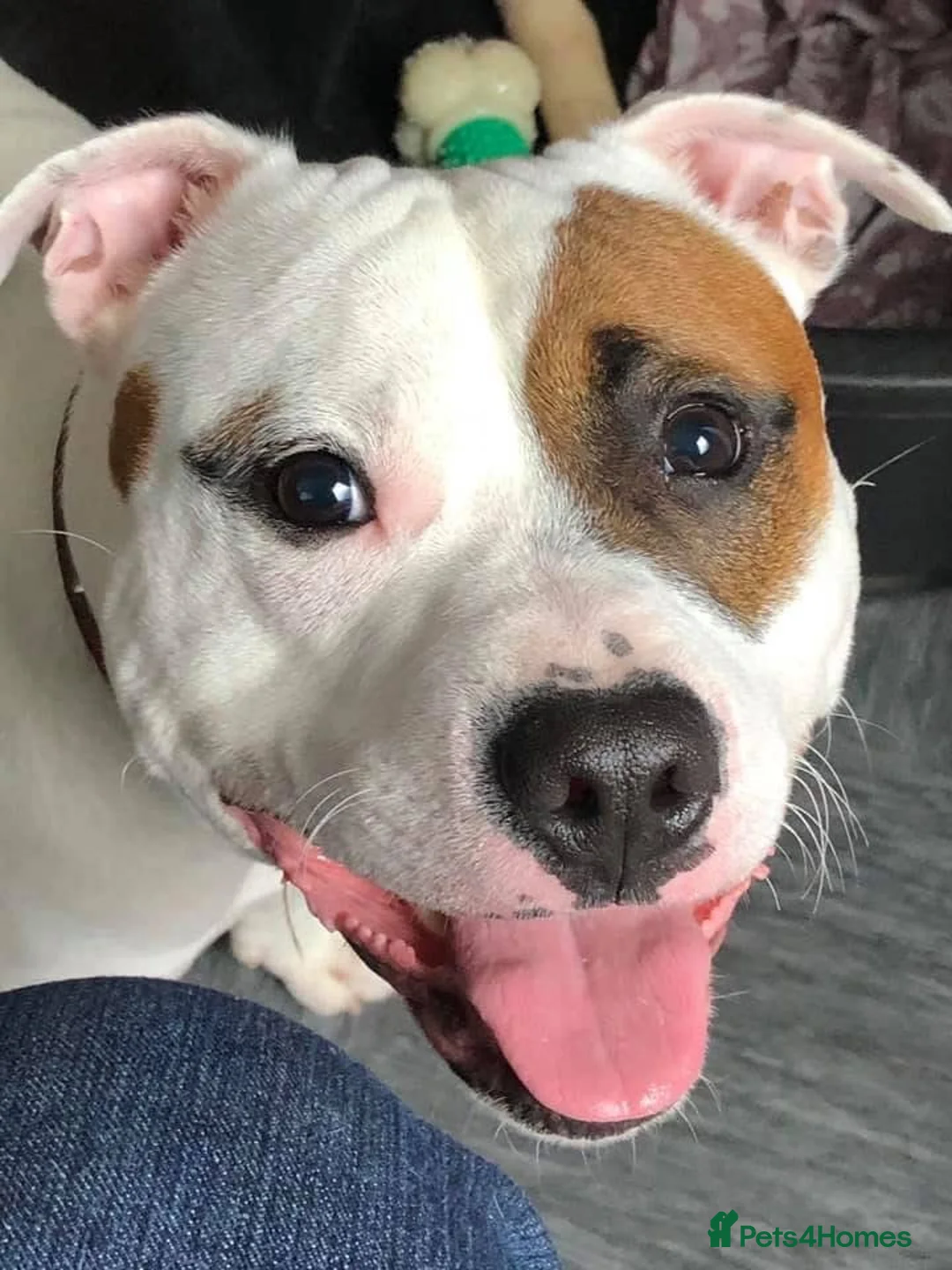 Staffordshire Bull Terrier dogs for sale: Patch and Ollie - Advert 6