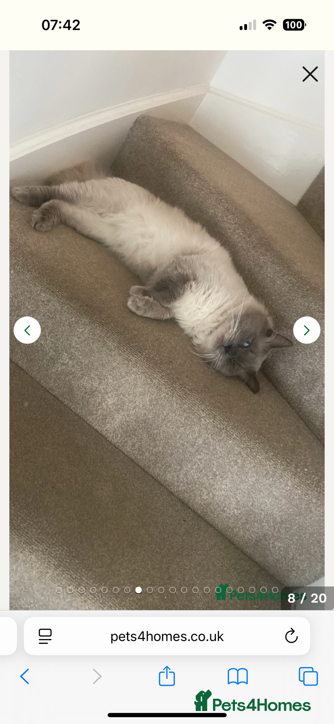 Ragdoll cats for sale: Ragdoll - Pedigree  - Image 21