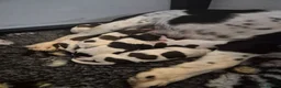 English Springer Spaniel dogs for sale: Beautifully marked Springer spaniels - Advert 3