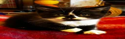 Scottish Fold cats for sale: Scottish Fold Kittens for sale - Advert 8