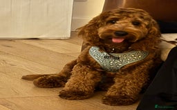 Cockapoo dogs for sale: FOX RED COCKAPOOS ⭐️⭐️ - Image 11