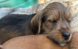 Mixed Breed dogs for sale: Gorgeous Jack Russell x Norfolk terrier pups  - Image 6