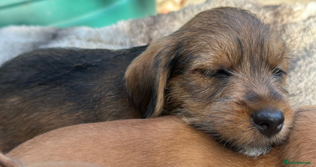 Mixed Breed dogs for sale: Gorgeous Jack Russell x Norfolk terrier pups  - Image 6