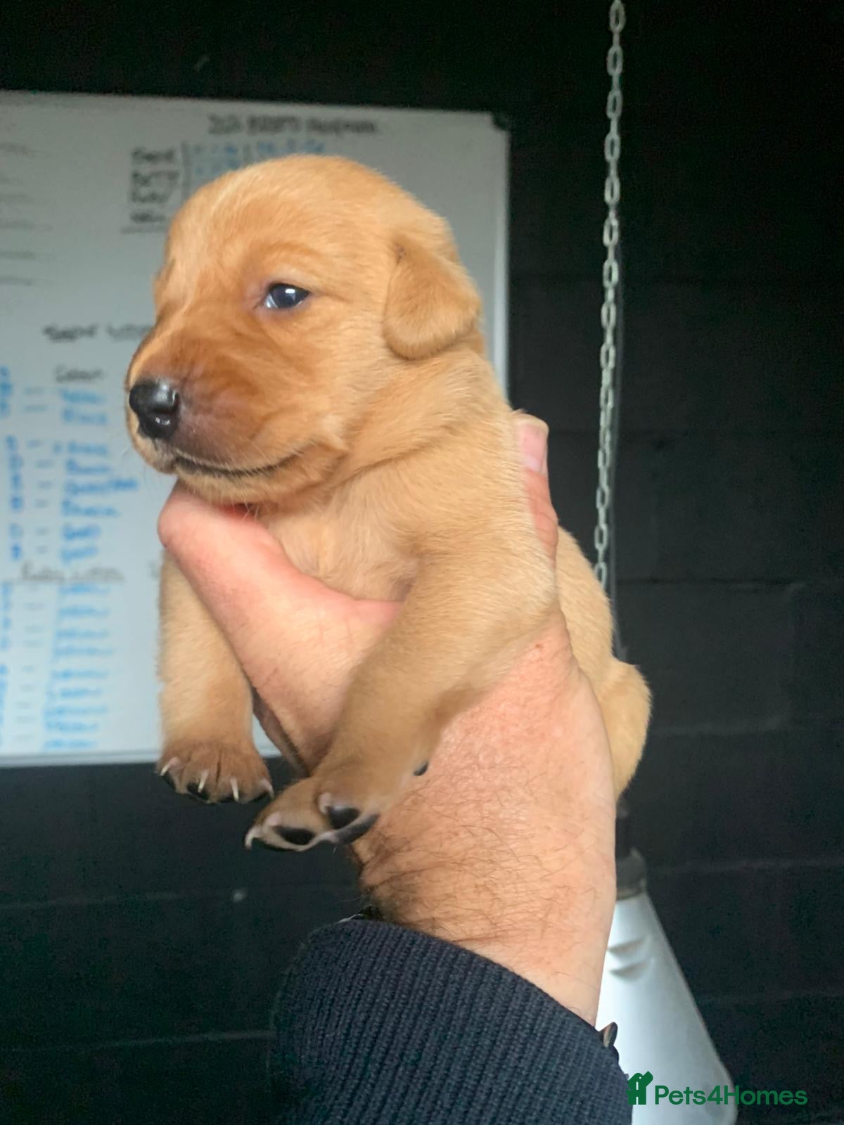 Labrador Retriever dogs KC Registered Fox Red Labradors  - Advert 1