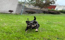 Frug dogs for sale: REHOMING frenchie x pug 1yo  - Image 4