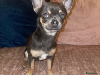 Chihuahua dogs small chihuahua stud only not for sale! proven in King's Lynn - Advert 2