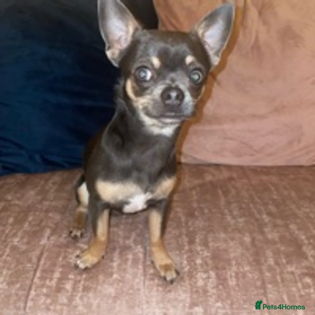 Chihuahua dogs for stud: small chihuahua stud only not for sale! proven  in King's Lynn - Advert 1
