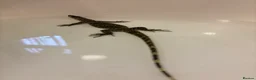 Monitor reptiles for sale: Asian water monitor  - Advert 4