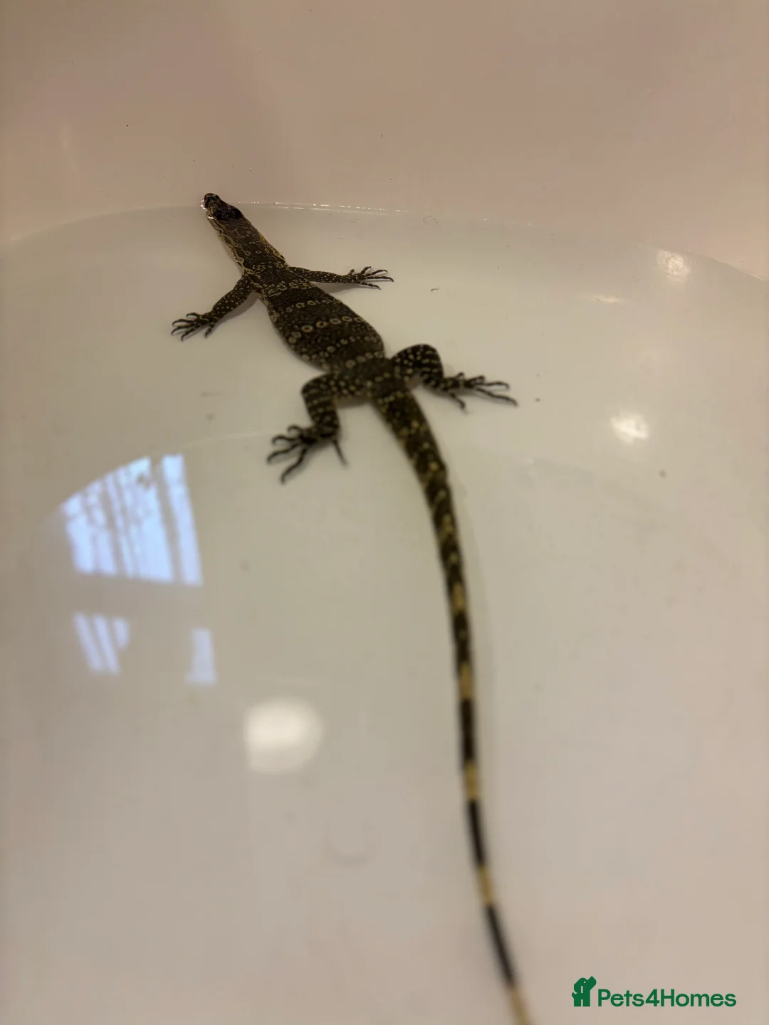 Monitor reptiles for sale: Asian water monitor  - Advert 4