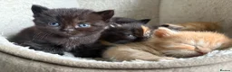 British Shorthair cats for sale: 5 Gorgeous BSH x Scottish Straight Kittens - Advert 16