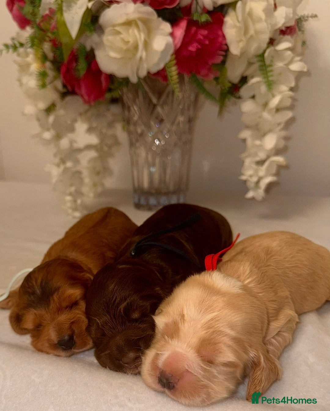 Cocker Spaniel dogs for sale: 🐶🐾beautiful show cocker spaniel puppy’s 🐶🐾 - Image 35