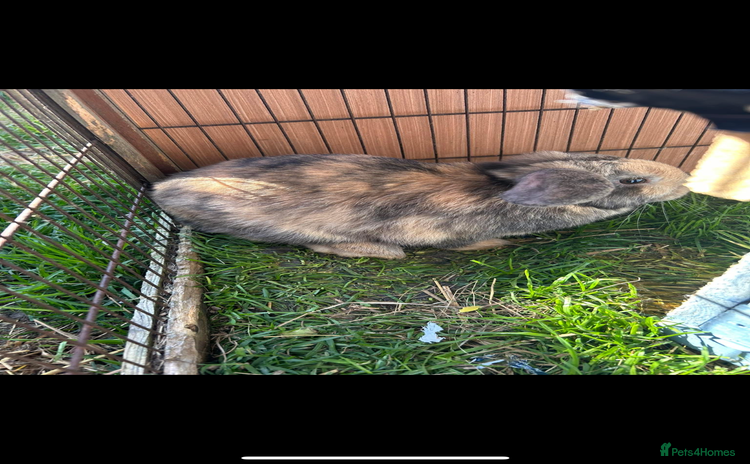 Mini Lop rabbits - Advert 16