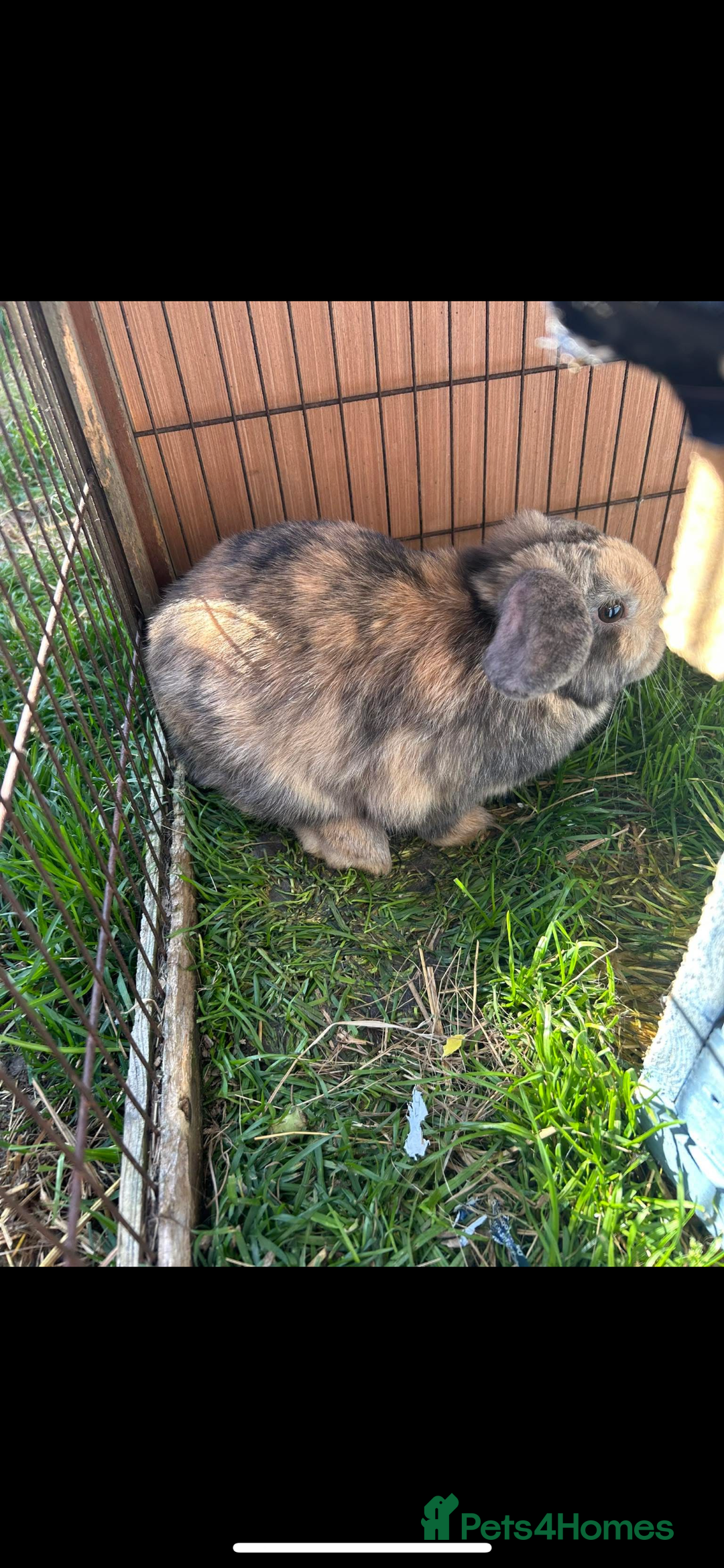 Mini Lop rabbits for sale: Male bunny  - Image 1