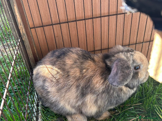 Mini Lop rabbits - Advert 31