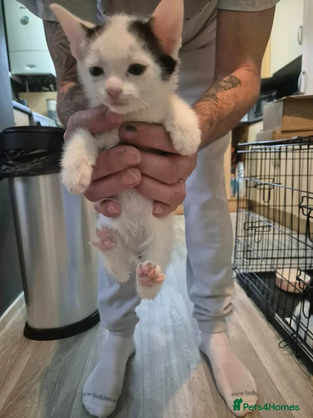 Mixed Breed cats for sale: Mixed breed kittens - Advert 4