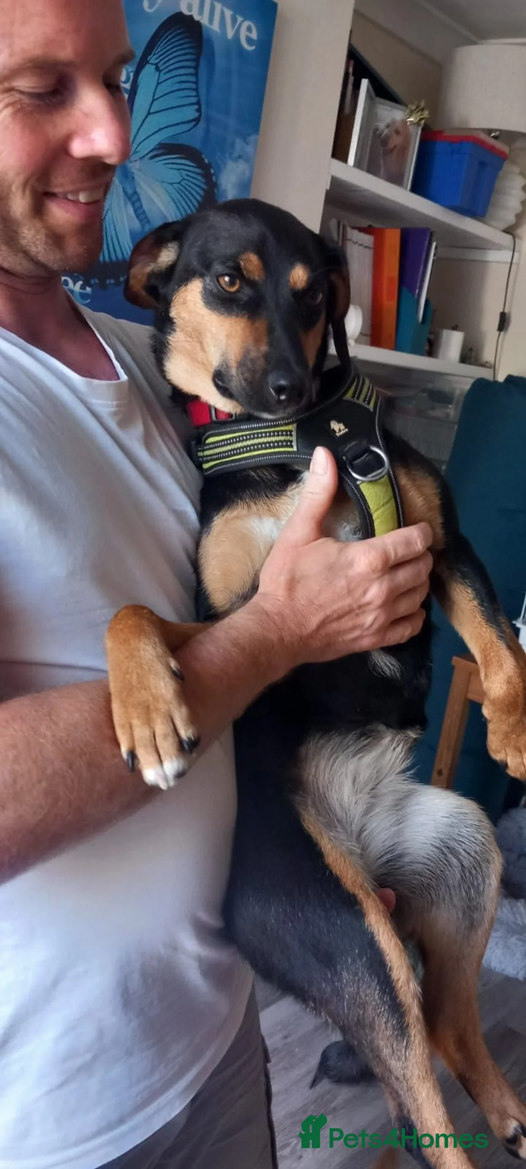 Mixed Breed dogs for adoption: ❤️🐶 PENNY – A HEART FULL OF LOVE & JOY ❤️🐶 - Advert 19
