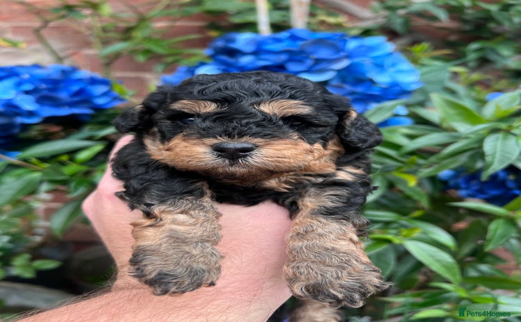 Toy Poodle dogs - Advert 3