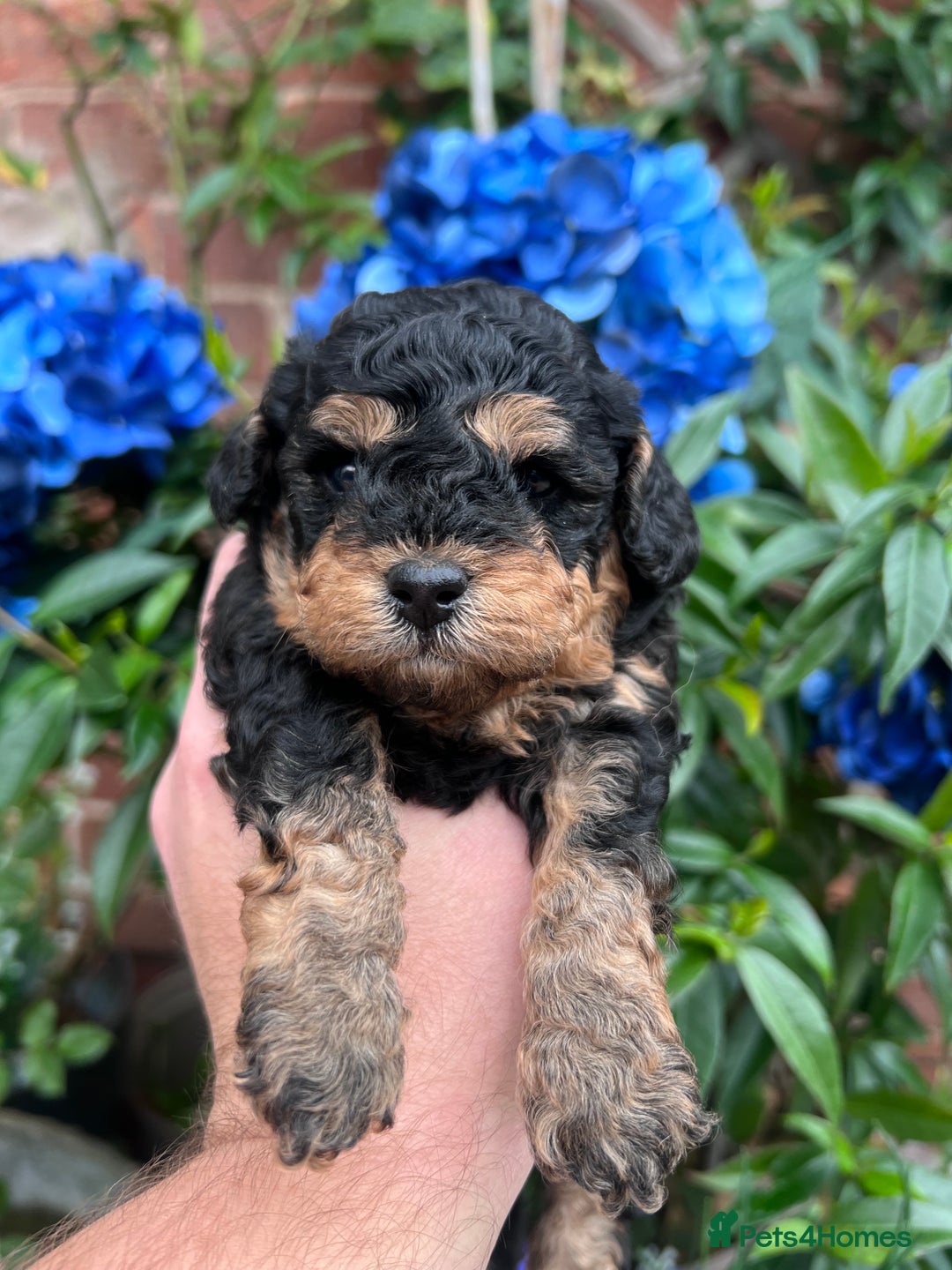 Toy Poodle dogs for sale: KC Tiny Perfect phantom poodles+colours - Image 1