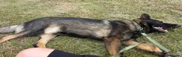 German Shepherd dogs for sale: Stunning kc male  - Advert 11