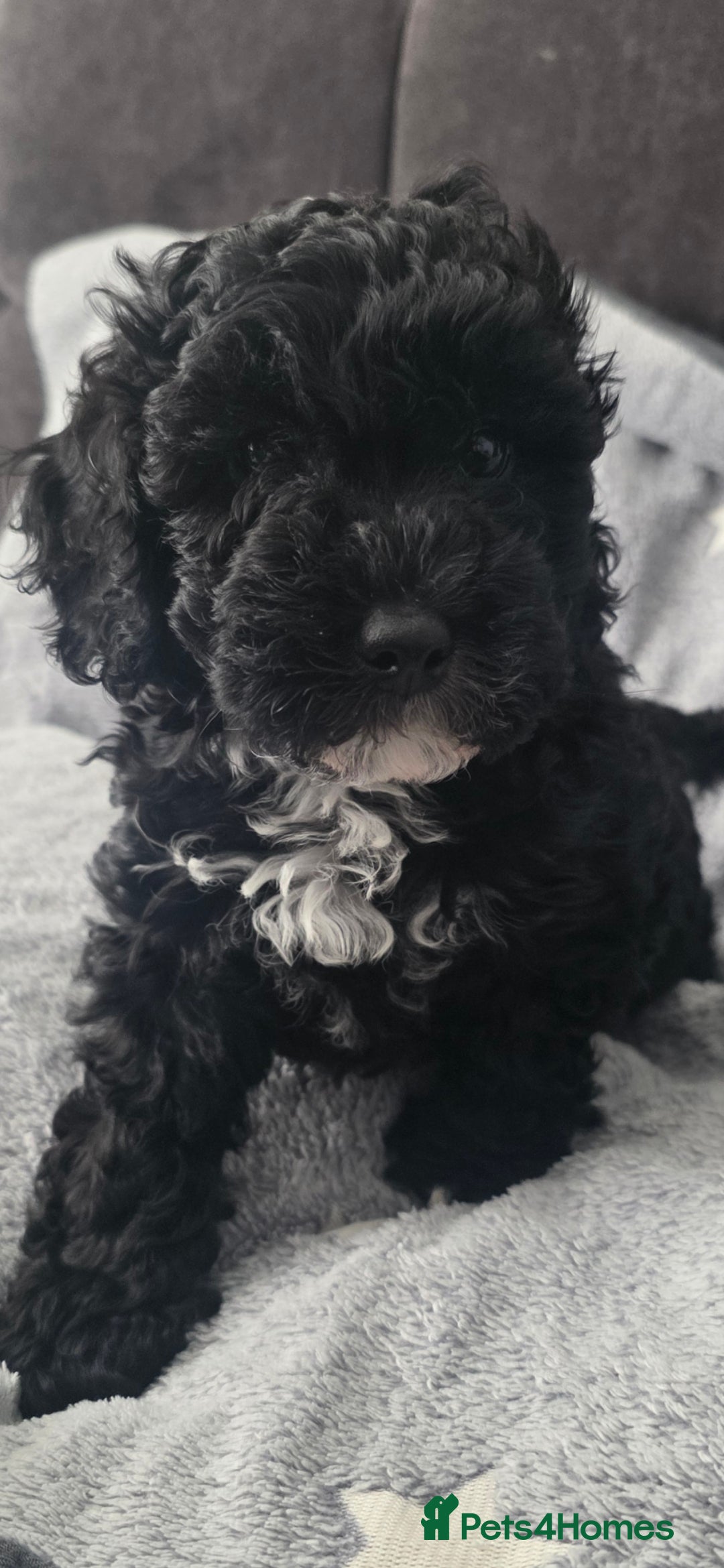 Cockapoo dogs for sale: BEAUTIFUL F1B COCKAPOO BABBIES  - Image 1
