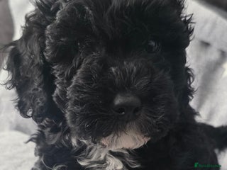 Cockapoo dogs - Advert 22