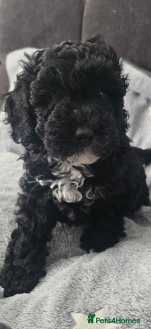 Cockapoo dogs - Advert 10