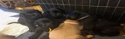 Labrador Retriever dogs for sale: Beautiful Black and golden Labrador puppies - Advert 2