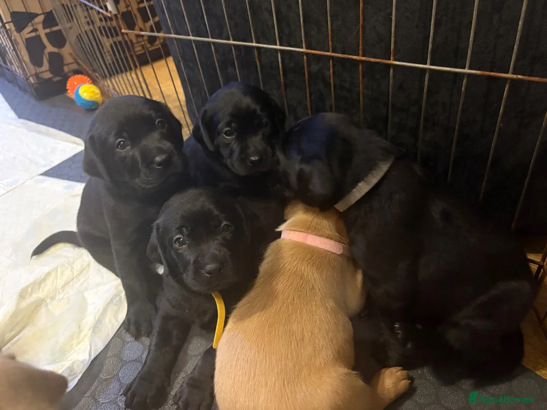 Labrador Retriever dogs for sale: Beautiful Black and golden Labrador puppies - Advert 2