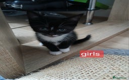 Mixed Breed cats for sale: Beautiful  kitten for sale  - Image 5