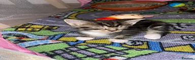 Tabby 