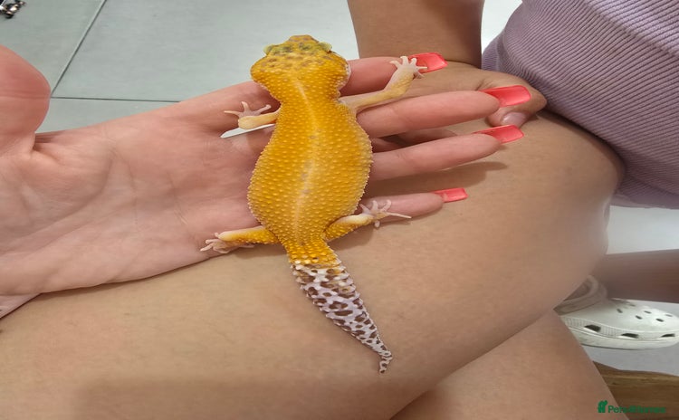 Leopard Gecko reptiles - Advert 1