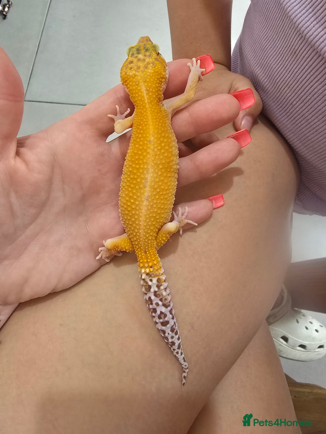 Leopard Gecko reptiles for sale: Tangerine leopard gecko - Image 1