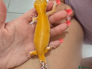Leopard Gecko reptiles - Advert 31
