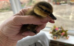 Mixed Breed livestock for sale: Day olds, 7 weeks old, and adult, MALLARD Ducks  in Thirsk - Image 5