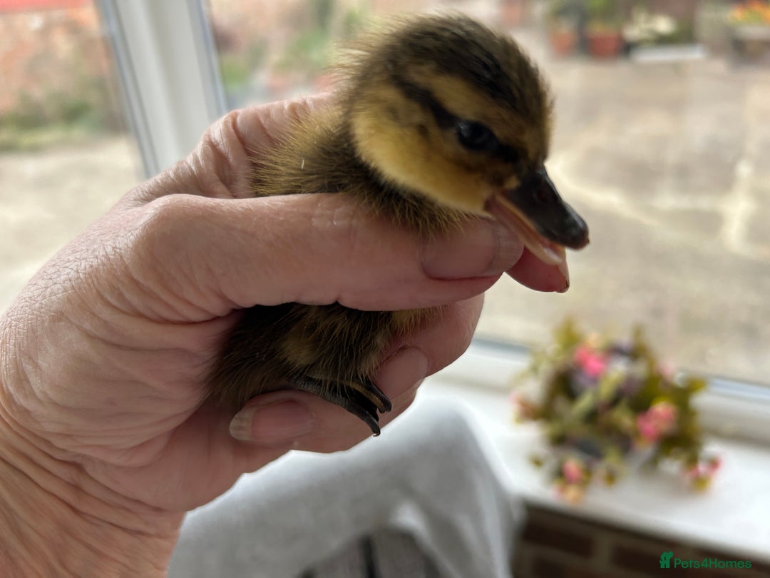 Mixed Breed livestock for sale: Day olds, 7 weeks old, and adult, MALLARD Ducks  in Thirsk - Image 5