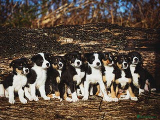 Border Collie dogs Welsh Collie puppies - Advert 3