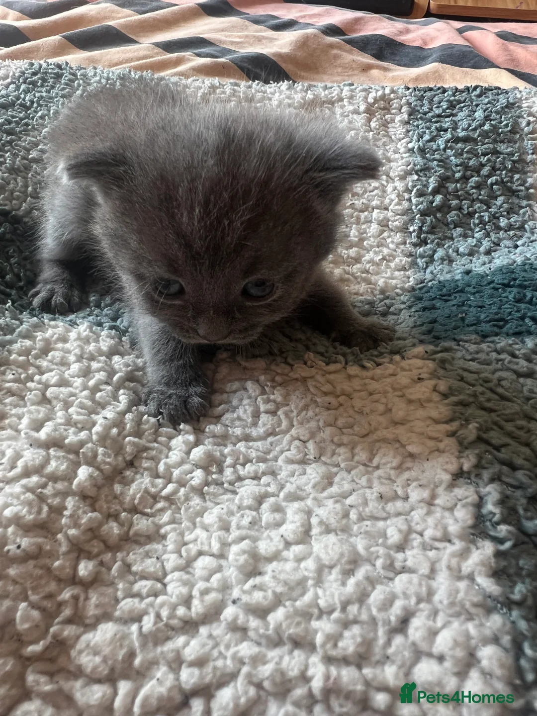British Shorthair cats for sale: Rare Grey/ginger Tortoiseshells  - Advert 2