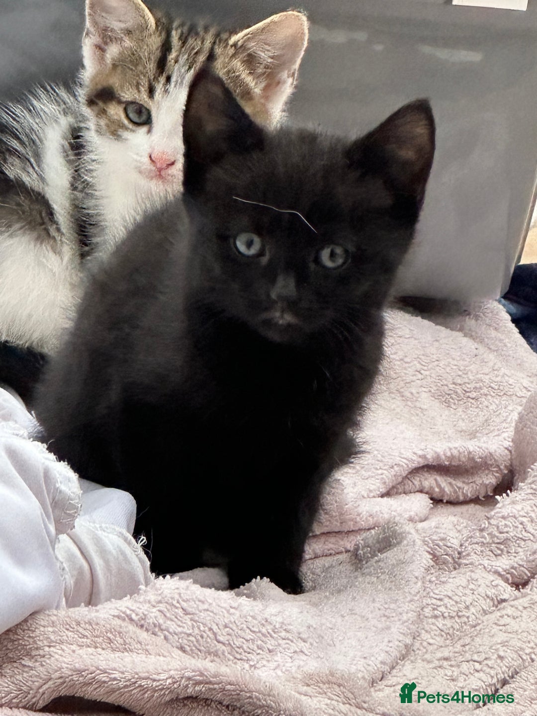 Mixed Breed cats for sale: Beautiful kittens  - Advert 1