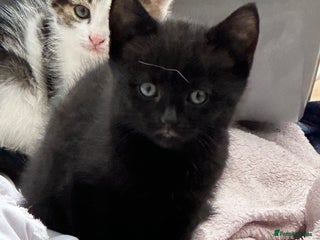 Mixed Breed cats Beautiful kittens - Advert 1