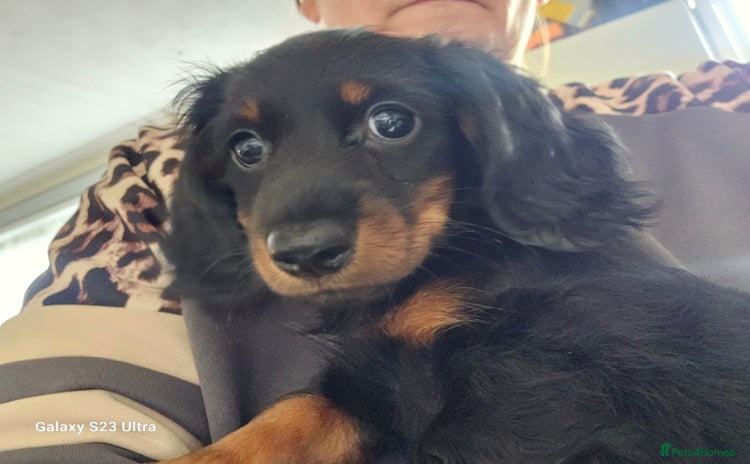 Dachshund dogs - Advert 9