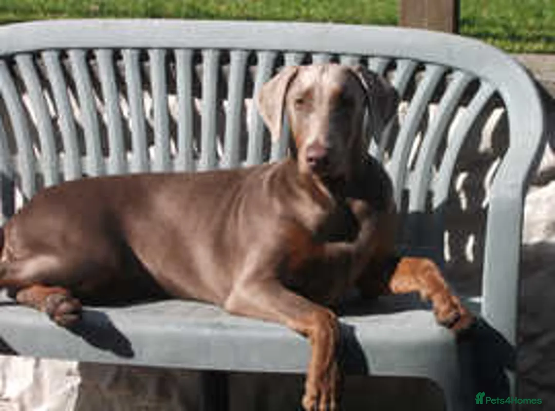 Dobermann dogs for sale: Torcheney Puppies Due March 2026 - Wait List Open - Advert 10