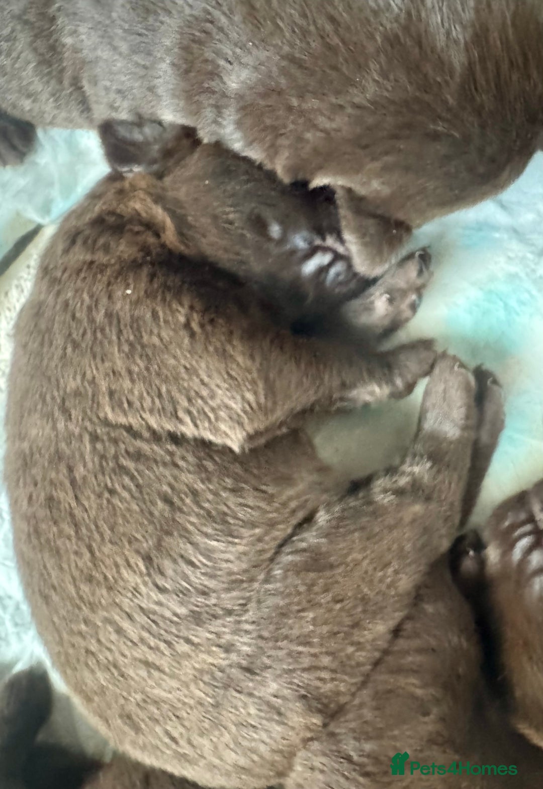 Labrador Retriever dogs for sale: 5 Stars 🌟 Chocolate Labradors  🌟  - Image 21