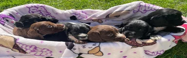 Cocker Spaniel Puppy 5