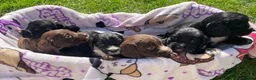 Cocker Spaniel dogs for sale: Beautiful pure bread cocker spaniel puppies  in West Malling - Advert 2